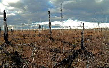 Рязанские предзимние горельники Мещеры напомнили прерии