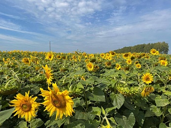 Провожаем лето: красивые фото Рязанской области с настроением отпуска