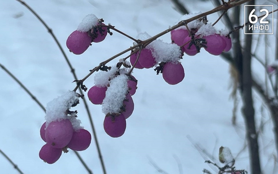 В Рязанской области продолжается декабрьское потепление - 62ИНФО