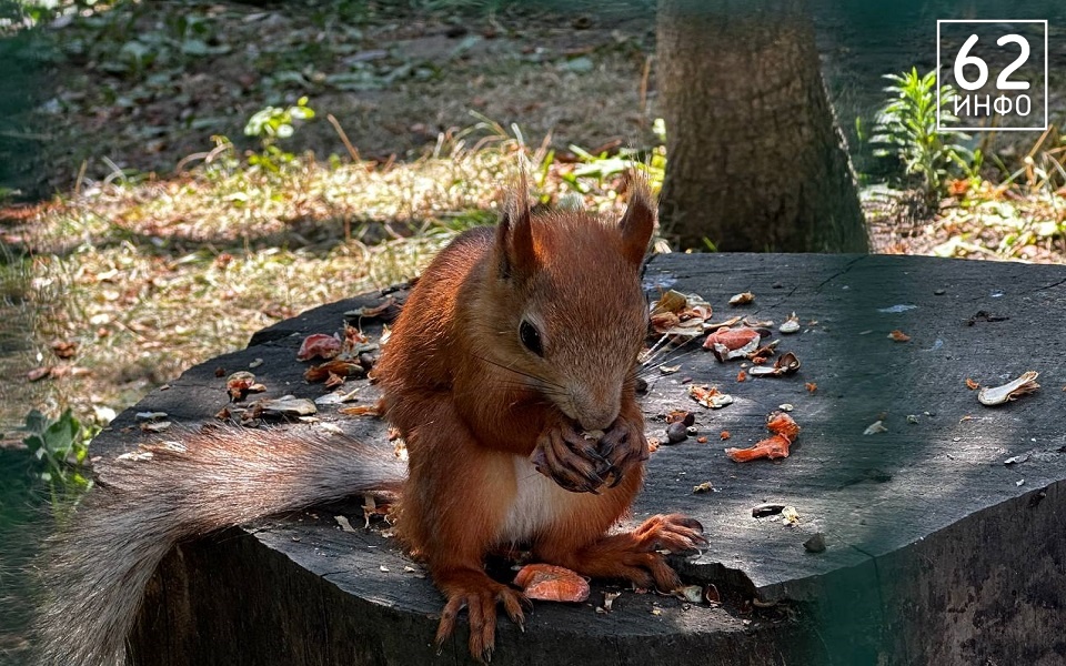 В Рязанской области 27 сентября сохранятся сушь и жара в +25°С - 62ИНФО