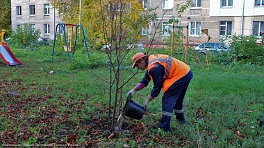 На месте спиленных тополей в Рязани высадили липы 