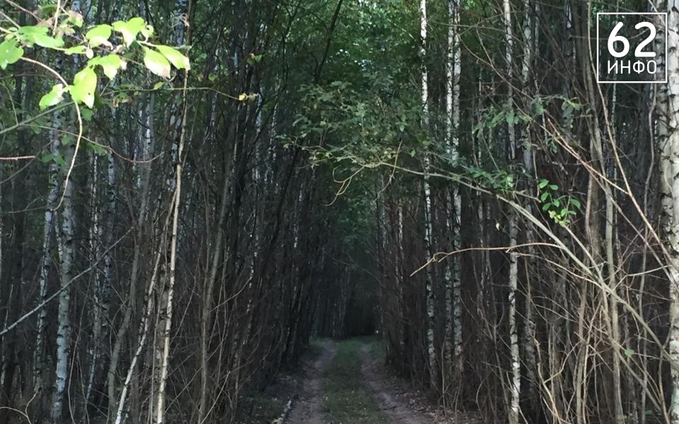 В Рязанской области пройдут масштабные работы по предупреждению пожаров - 62ИНФО