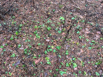Аномальный февраль: в лесах под Рязанью распускается листва и растут грибы