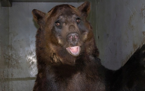 Клепиковский медведь Миша проспал свой 9-ый день рождения