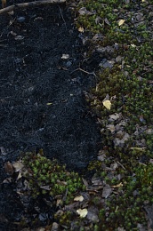 Дым без огня. Как выглядит лесной пожар под Рязанью спустя неделю 