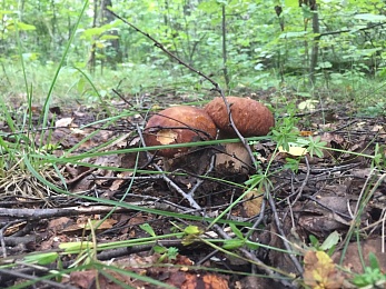 В Рязанской области 4 района накрыл урожай белых грибов
