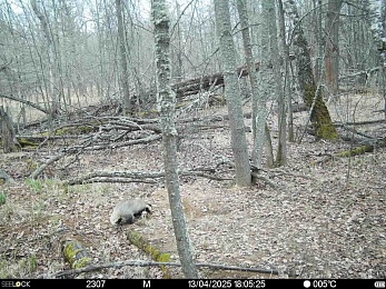 В Окском заповеднике ищут добычу волки, медведи и барсуки