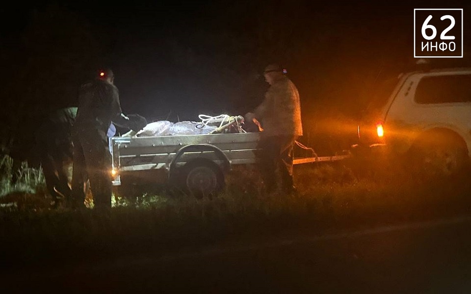 В Спасском районе в ДТП попал лось - 62ИНФО