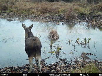Окский заповедник показал лося с впечатляющими рогами