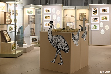 В РИАМЗе открылась выставка птичьих яиц