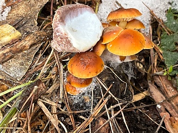 Грибники, к бою: в январе рязанские леса заполонили опята