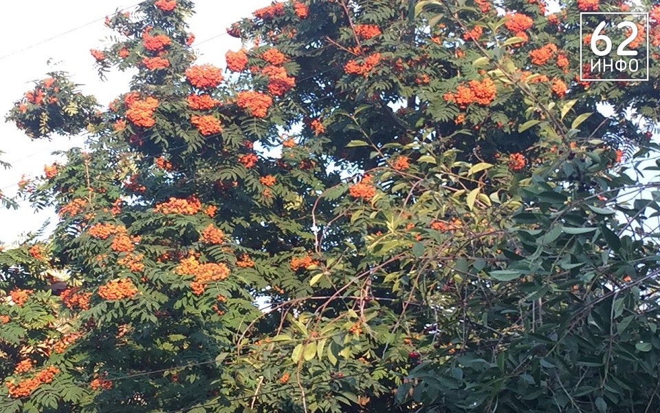 В Рязанской области 24 июля будут грозы с ветром 15 м/с и «воробьиная» ночь - 62ИНФО