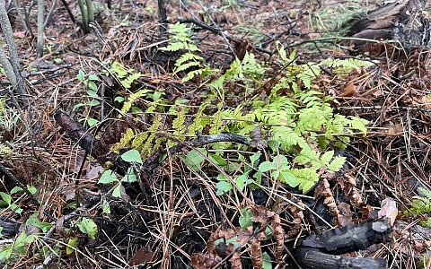 В Рязанской области клещи пошли в атаку, есть первые жертвы