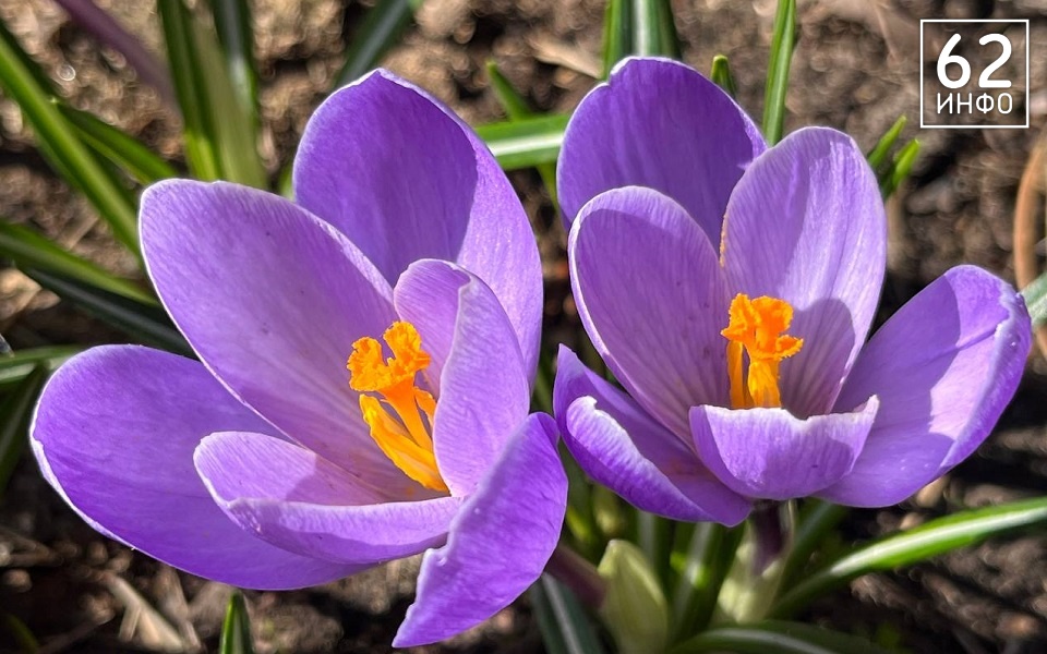 В Рязани цветут крокусы и пролески - 62ИНФО