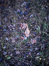 "Где Шепс и Череватый?": рязанка нашла следы жуткого магического обряда в Лесопарке - 62ИНФО "Где Шепс и Череватый?": рязанка нашла следы жуткого магического обряда в Лесопарке