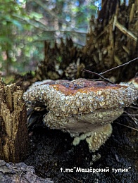 В рязанском лесу заметили трутовики со «слёзами» на шляпках