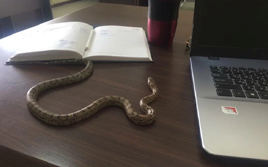 "Вода выгонит из укрытий": в Рязанской области из-за тепла рано проснутся змеи