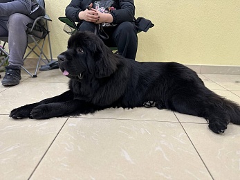 В Рязани проходит выставка собак «Содружество»