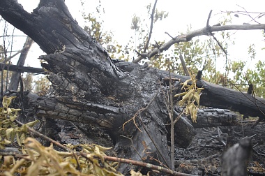 Дым без огня. Как выглядит лесной пожар под Рязанью спустя неделю 