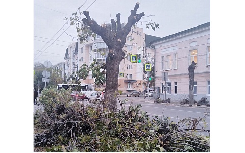 Город вертикальных брёвен: что происходит с озеленением Рязани