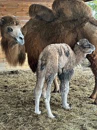 Под Рязанью родился верблюжонок