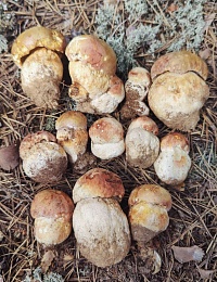 Рязанские леса в мае накрыло волной маслят и белых грибов - 62ИНФО Рязанские леса в мае накрыло волной маслят и белых грибов