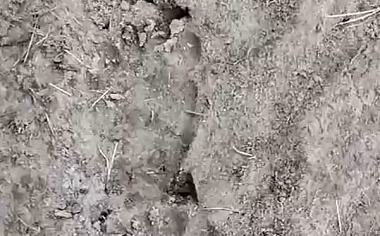 В Спасском районе после зимней спячки проснулись голодные медведи