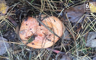 "Белых полно, рыжики пошли": рязанцев ждут выходные с грибными рекордами