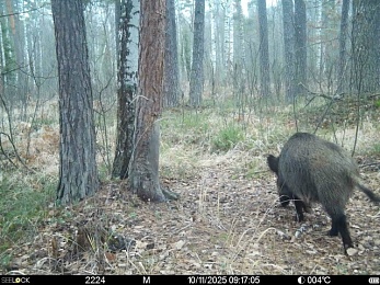 В рязанском лесу сфотографировали медведя и рысь