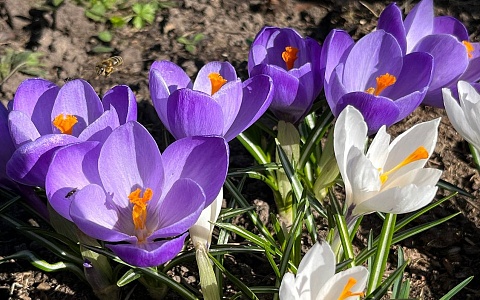 Ручьи и солнце: рязанцам рассказали о погоде в марте