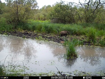 Окский заповедник показал снимки волков и рыси с фотоловушек