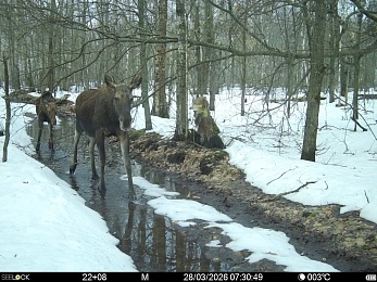 В Окском заповеднике сфотографировали жизнерадостных бобров и голодных волков