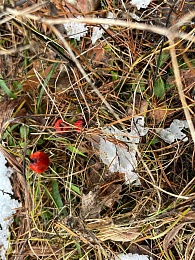 Грибники, к бою: в январе рязанские леса заполонили опята