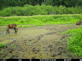 В фотоловушки Окского заповедника попали обрадованные лоси