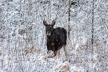 Лоси гуляли у трассы Клепиковского района