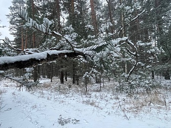В рязанском лесу сфотографировали заброшки и лестницу в никуда - 62ИНФО В рязанском лесу сфотографировали заброшки и лестницу в никуда