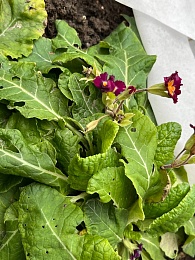 В Старый Новый год в Рязани зацвели примулы