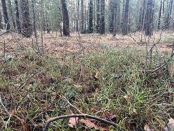 Аномальный февраль: в лесах под Рязанью распускается листва и растут грибы