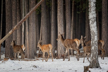 Рязанцы встретили на прогулке оленей и лосей
