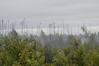 Дым без огня. Как выглядит лесной пожар под Рязанью спустя неделю 