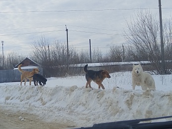  Жителей Шацка терроризирует стая собак