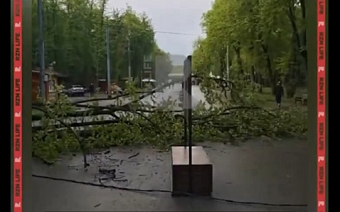 В лесопарке упало крупное дерево