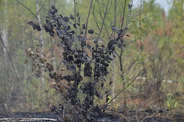 Дым без огня. Как выглядит лесной пожар под Рязанью спустя неделю 