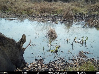 Окский заповедник показал лося с впечатляющими рогами