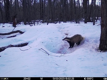 Окский заповедник показал снимки волков и рыси с фотоловушек
