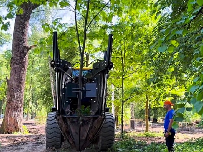 В ЦПКиО высаживают черёмуху, сосны и ели