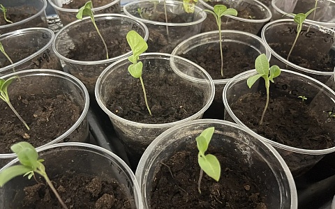 ИИ-Мичурин: рязанских садоводов дурят мошенники на маркетплейсах