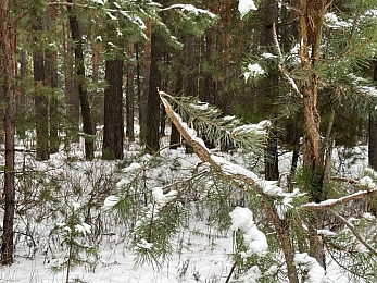 Под Солотчей обезглавливают и корчуют сосны