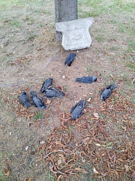 Рязанцы заметили на улицах города мёртвых птиц