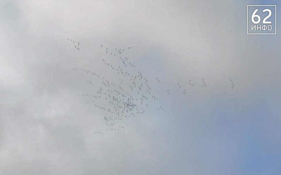 В Рязанской области сняли клин из сотен улетающих журавлей - 62ИНФО